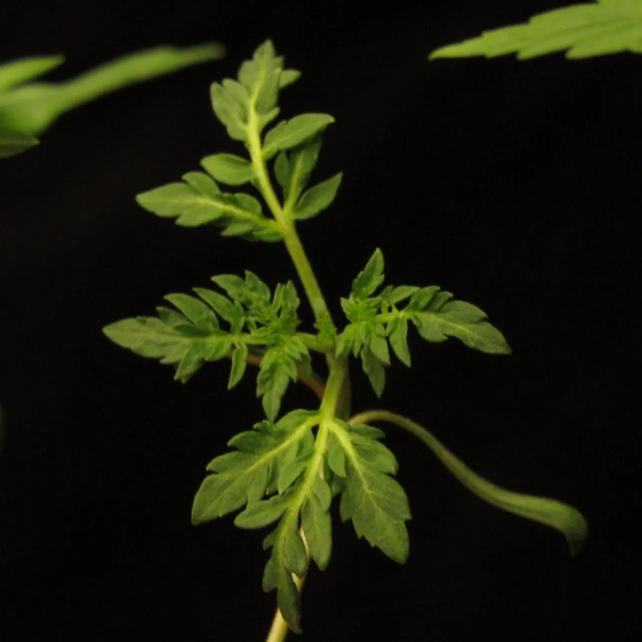 Seedling with pinnately divided leaves on a black background.