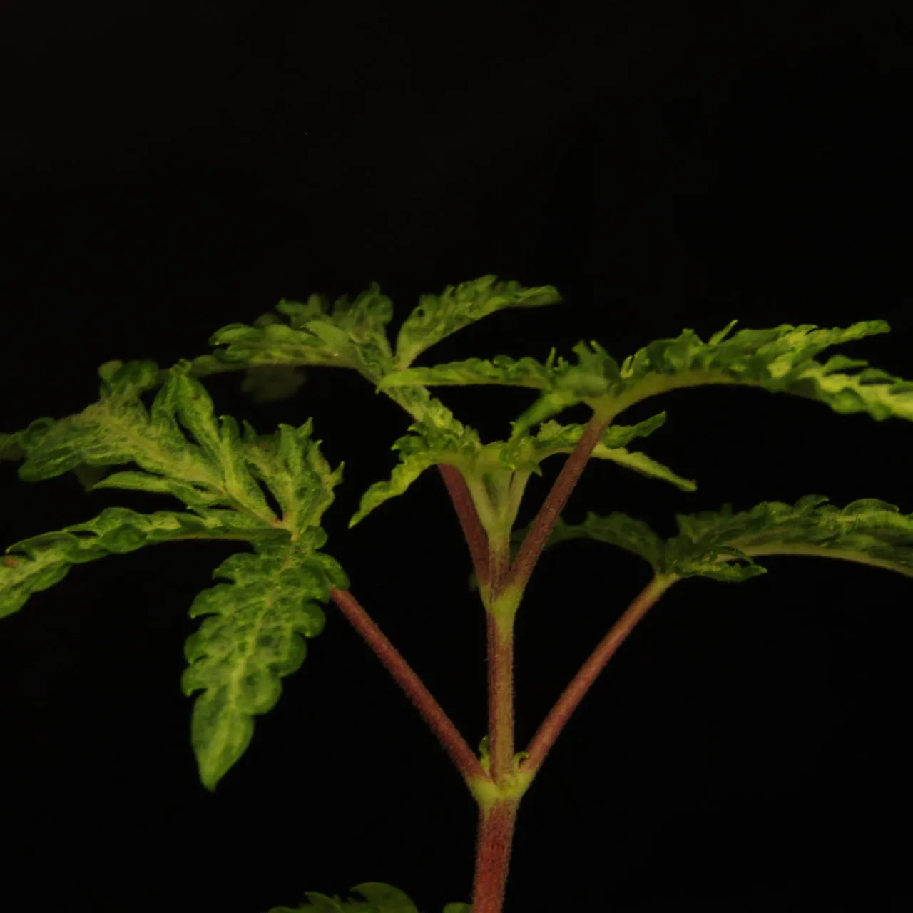 Plant with reddish stems and mottled divided leaves on a black background.