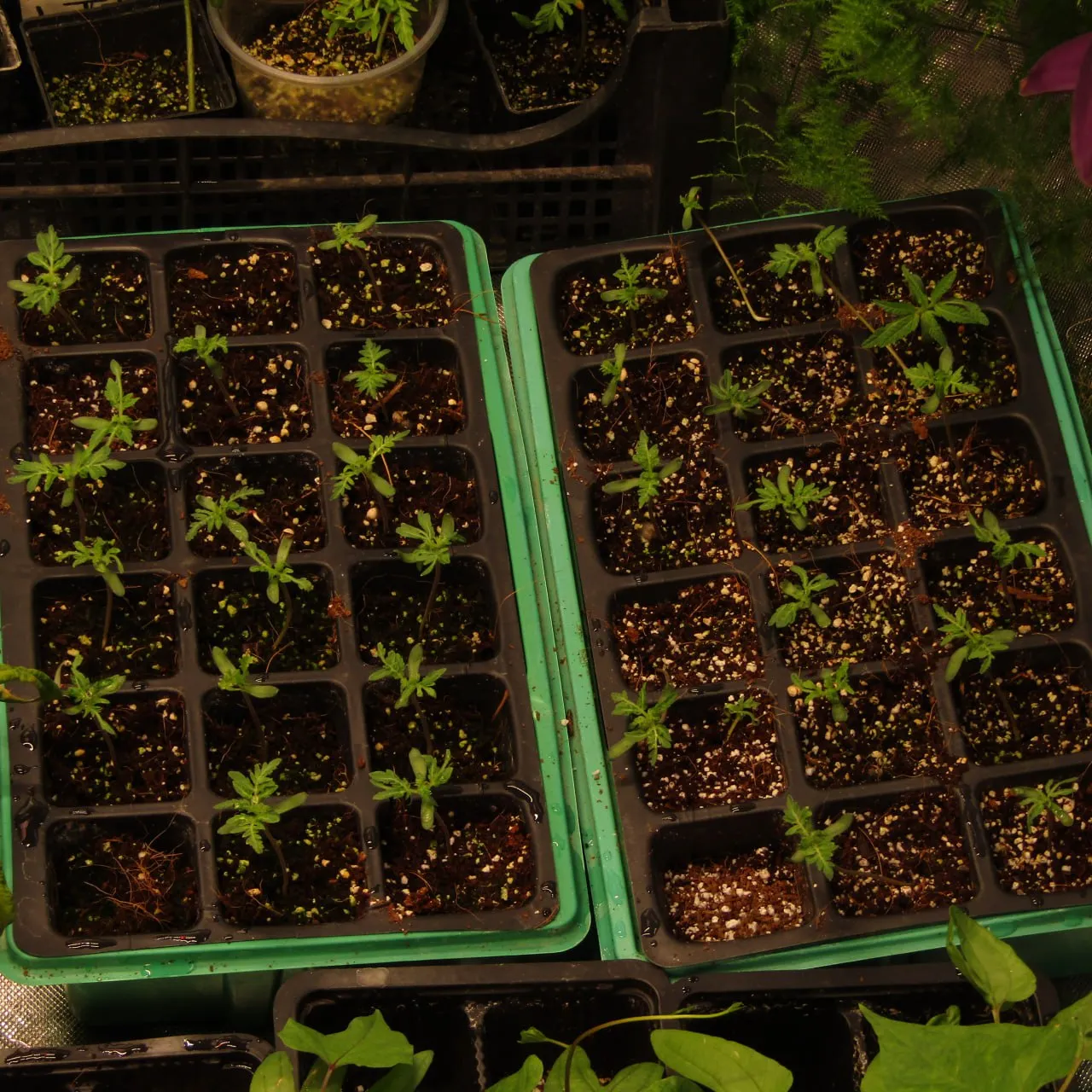 Two green cell trays with young seedlings, top view.