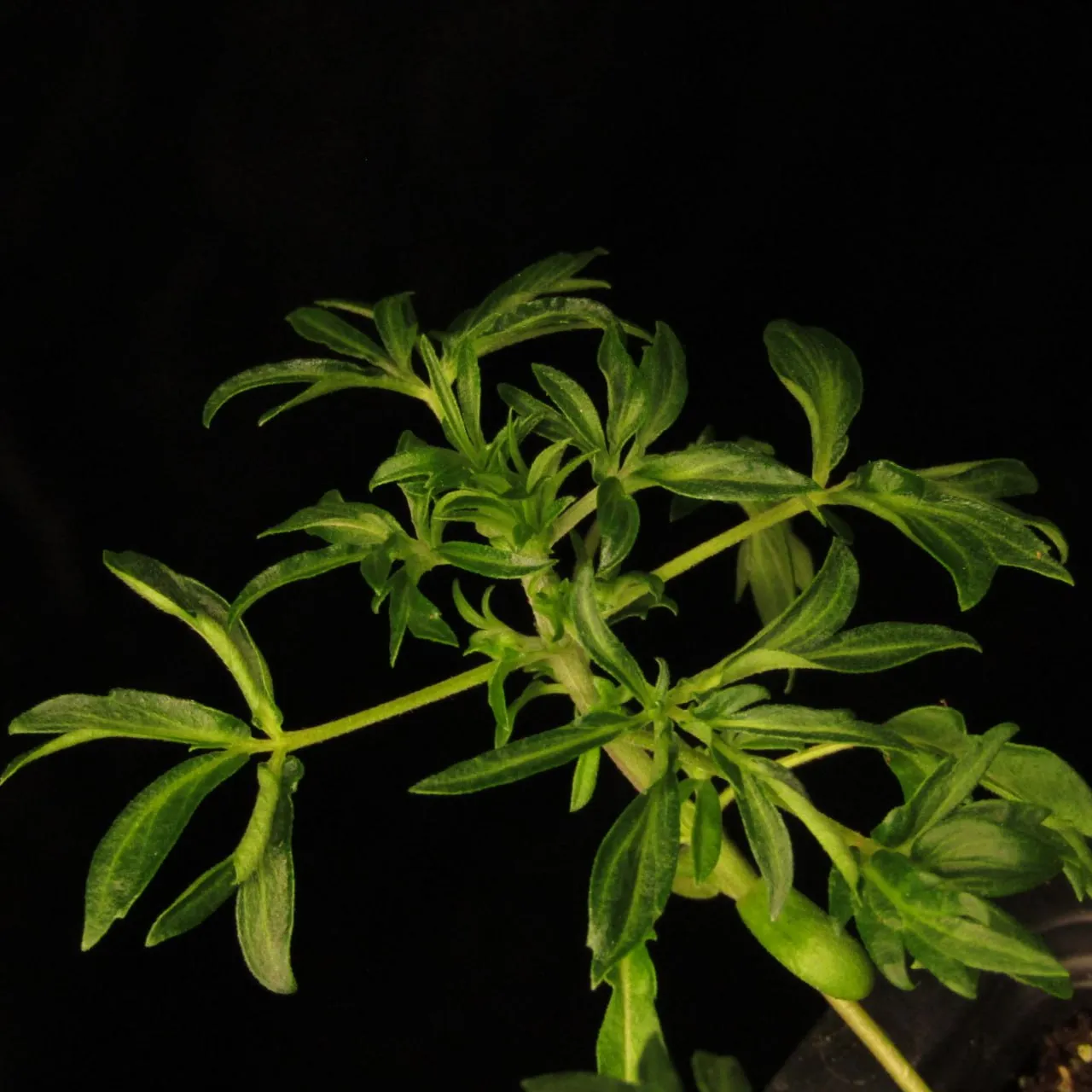 Young plant with narrow lance-shaped leaflets on a black background.