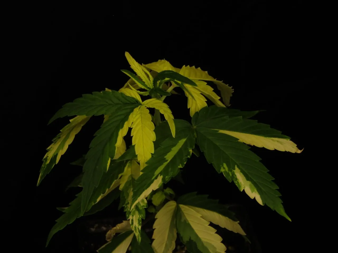 Young plant with cream-yellow and green variegated leaves on a black background.
