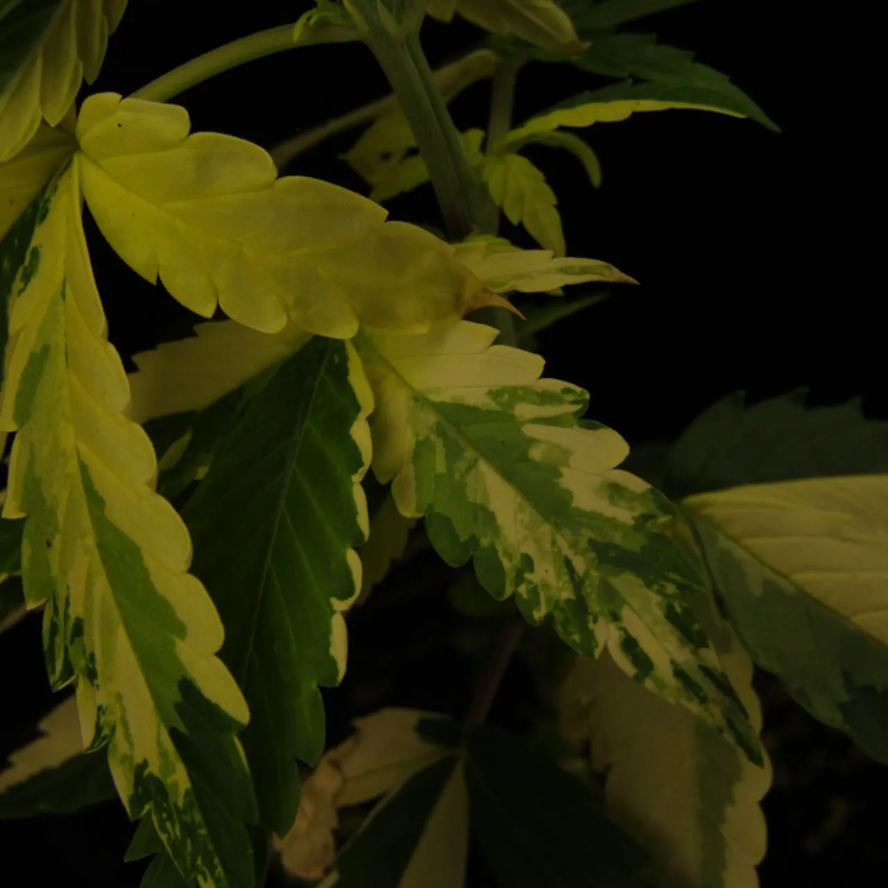 Close-up of leaves with cream-yellow and green patches.