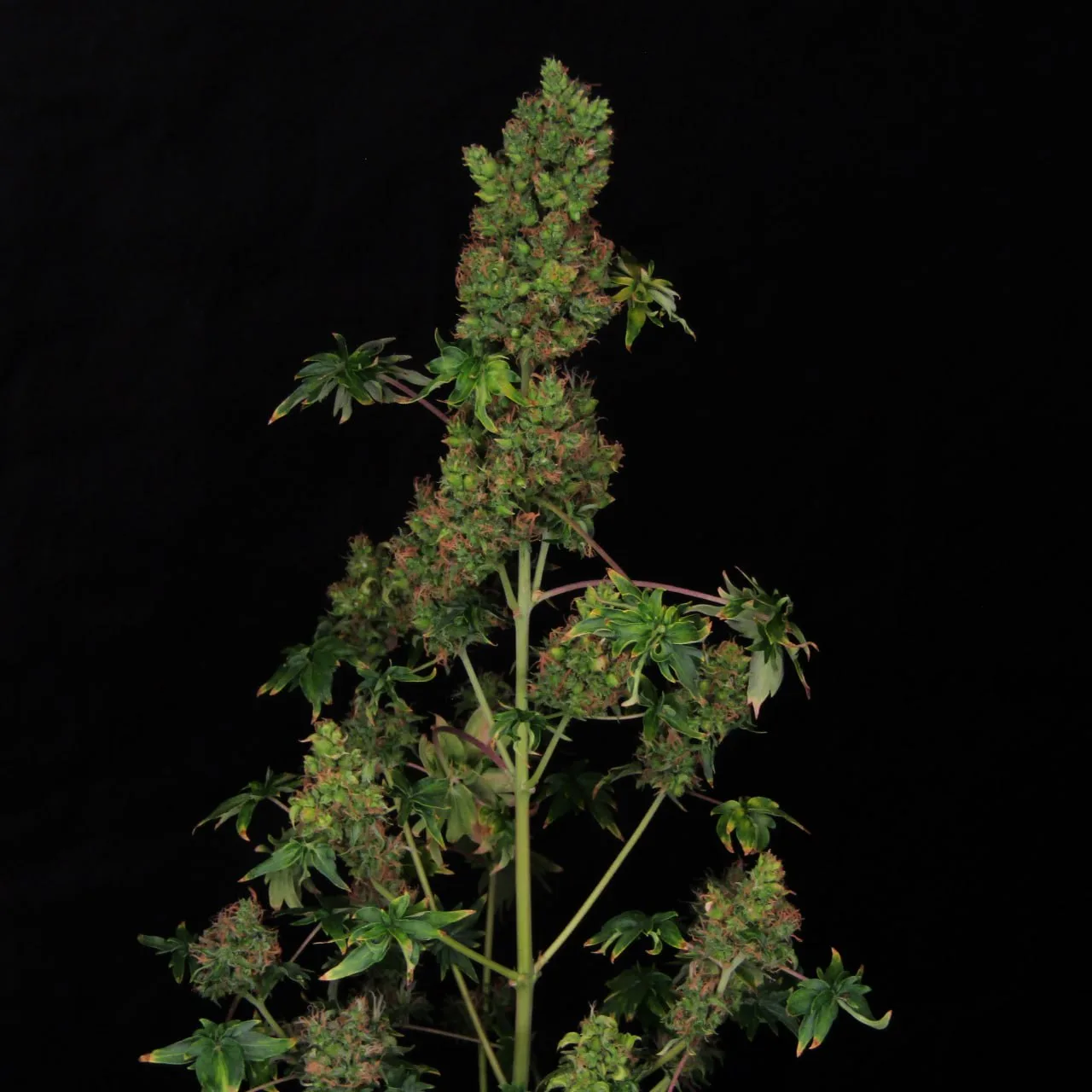 Plant with a tall central cola, side branches and ABC leaves on a black background.