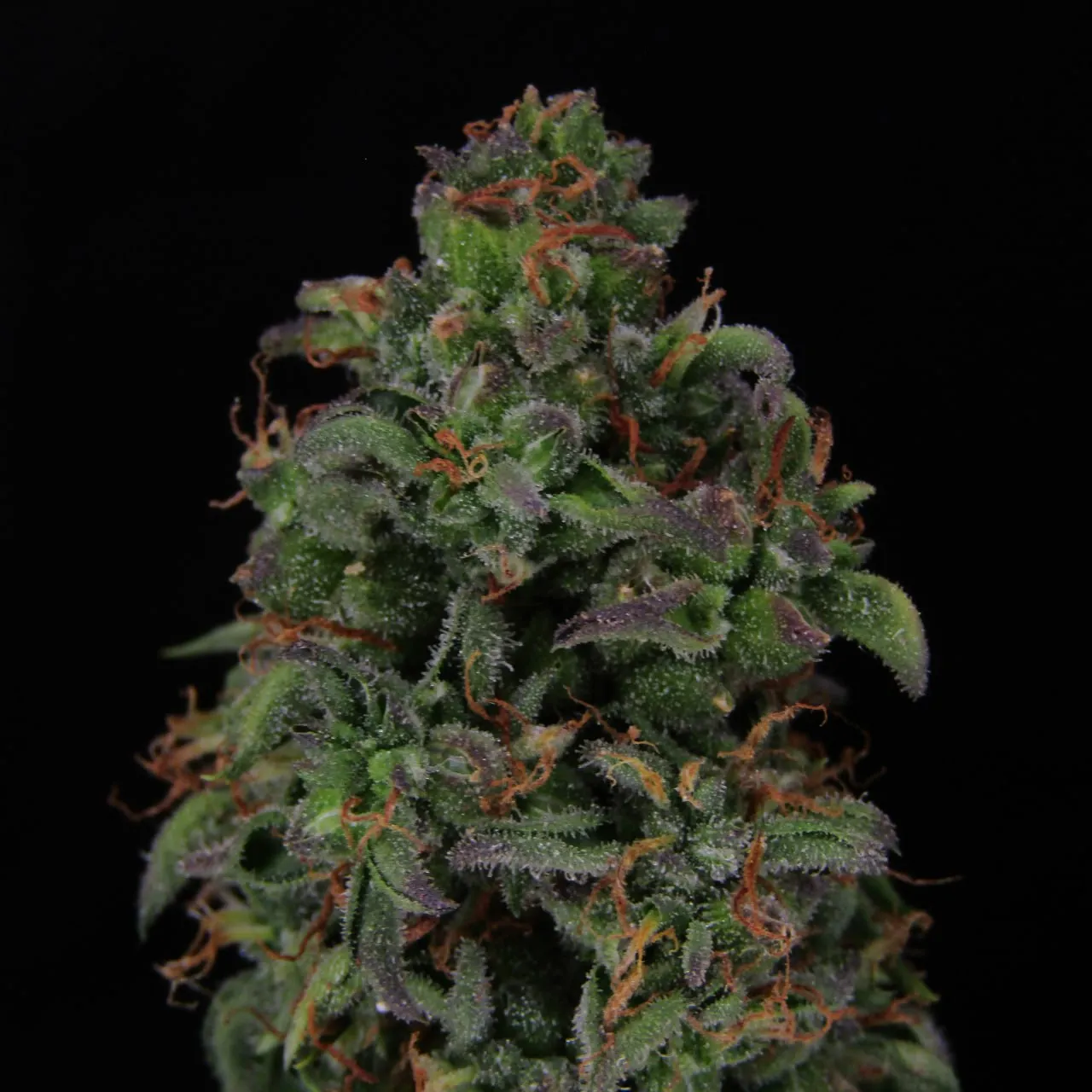 Close-up of a dense bud with trichomes and purple bracts.