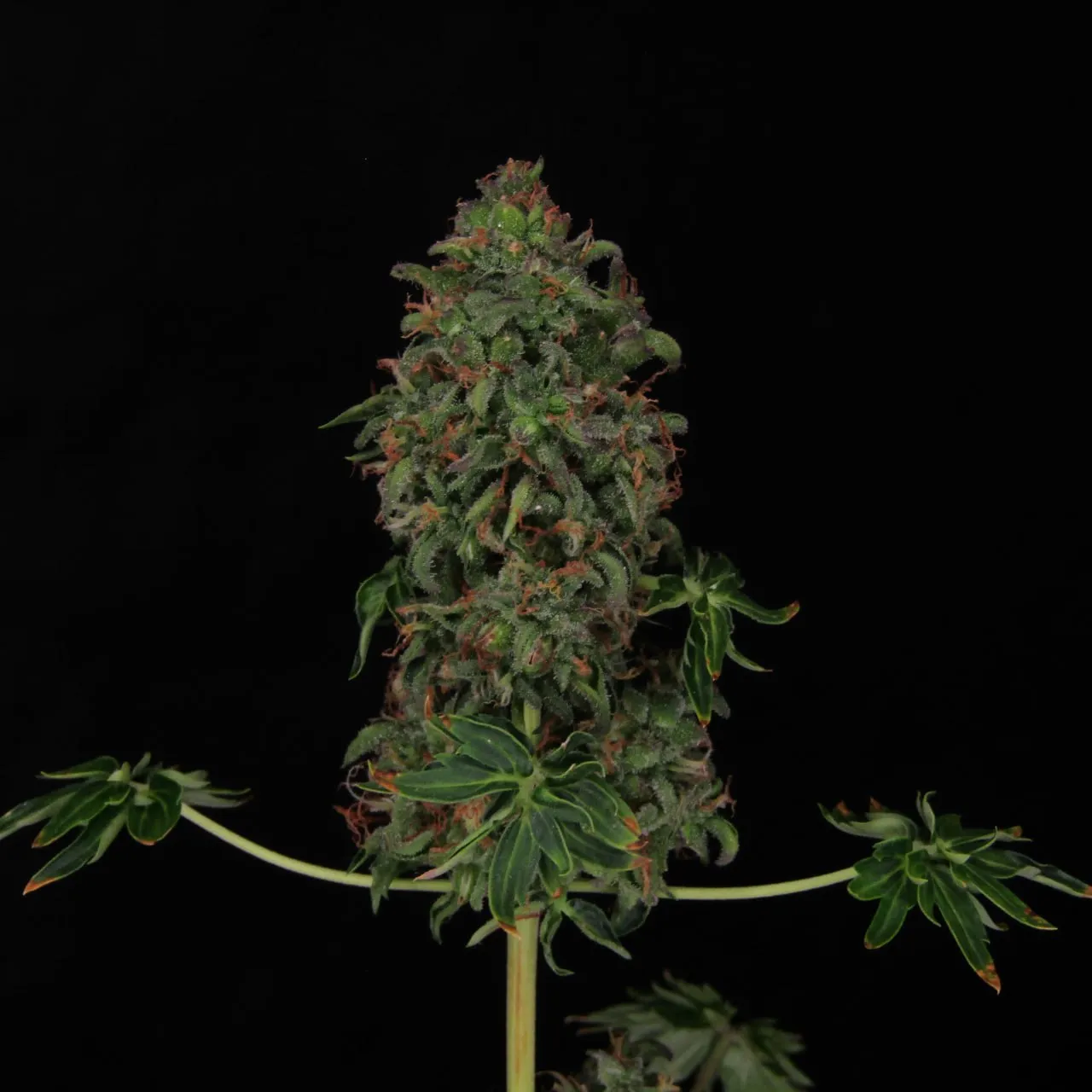 Dense central cola on a stem with two side branches on a black background.