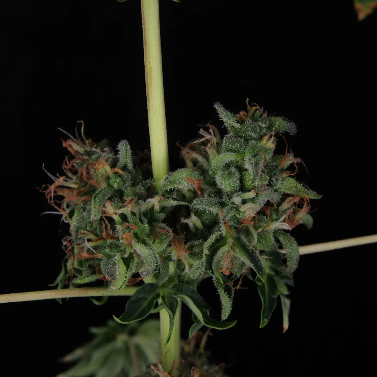 Bud at the base of side branches on the stem, black background.