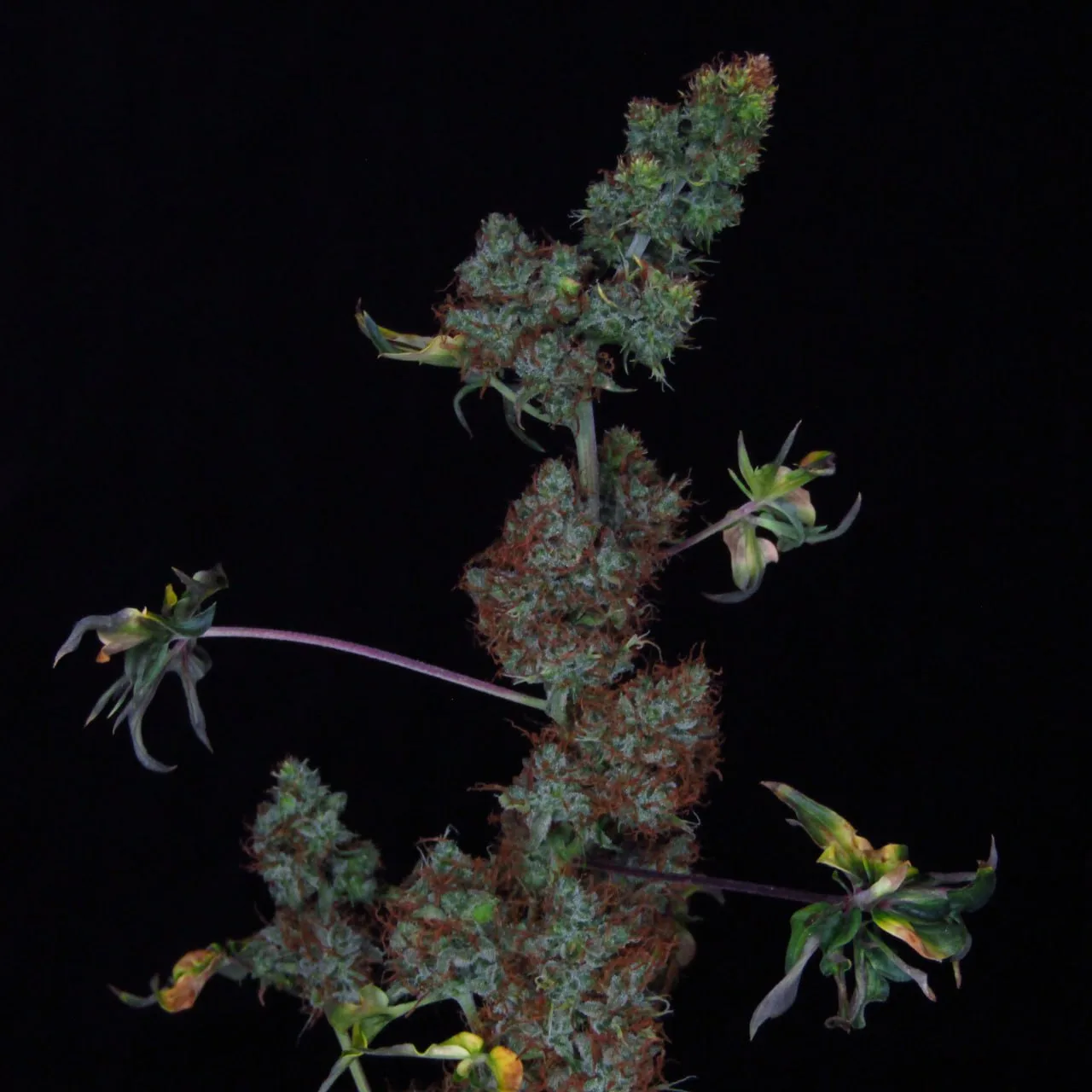 Cola with dense trichome-covered buds and rust-coloured pistils on a black background.