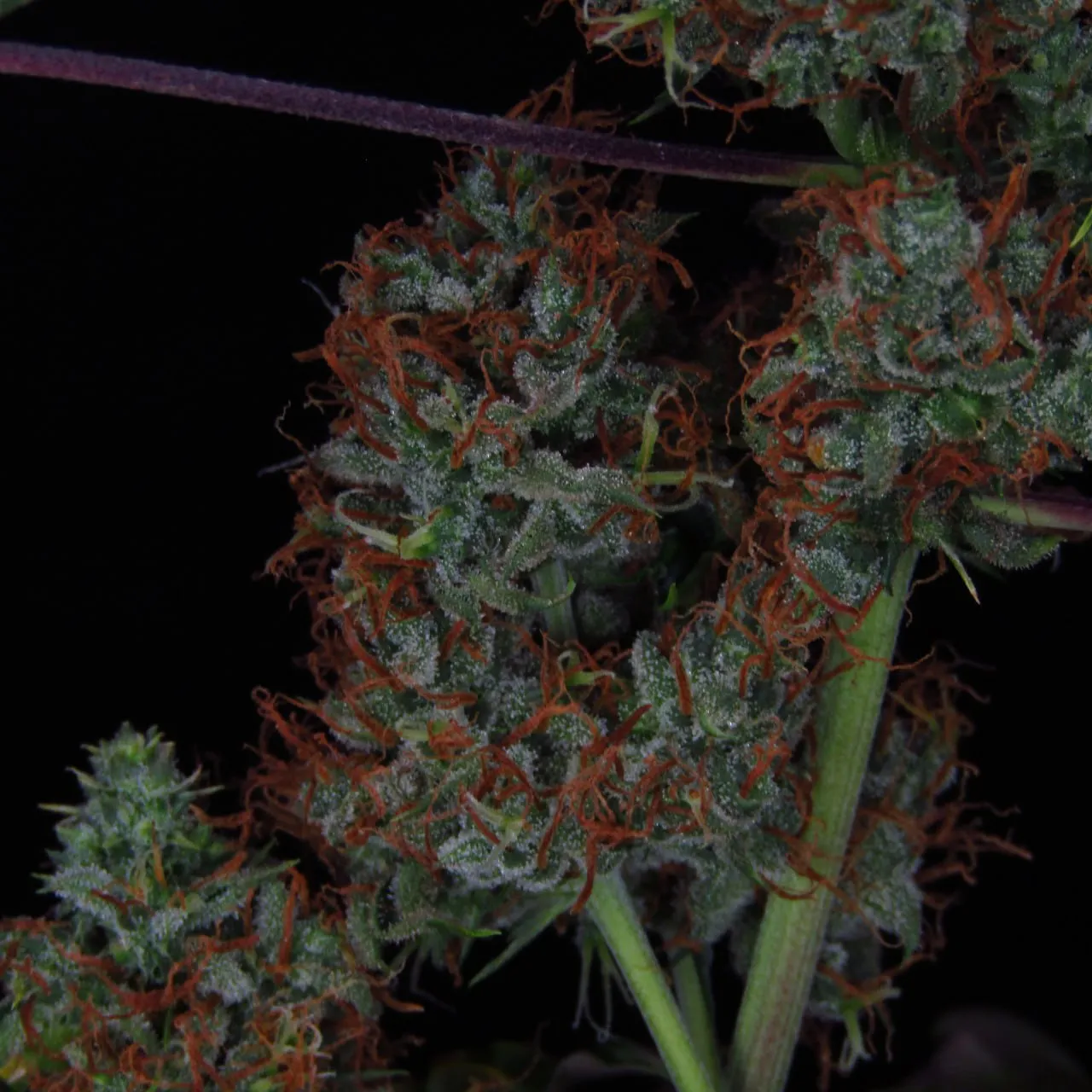 Close-up of trichome-covered buds with rust-coloured pistils and a purple leaf stem.