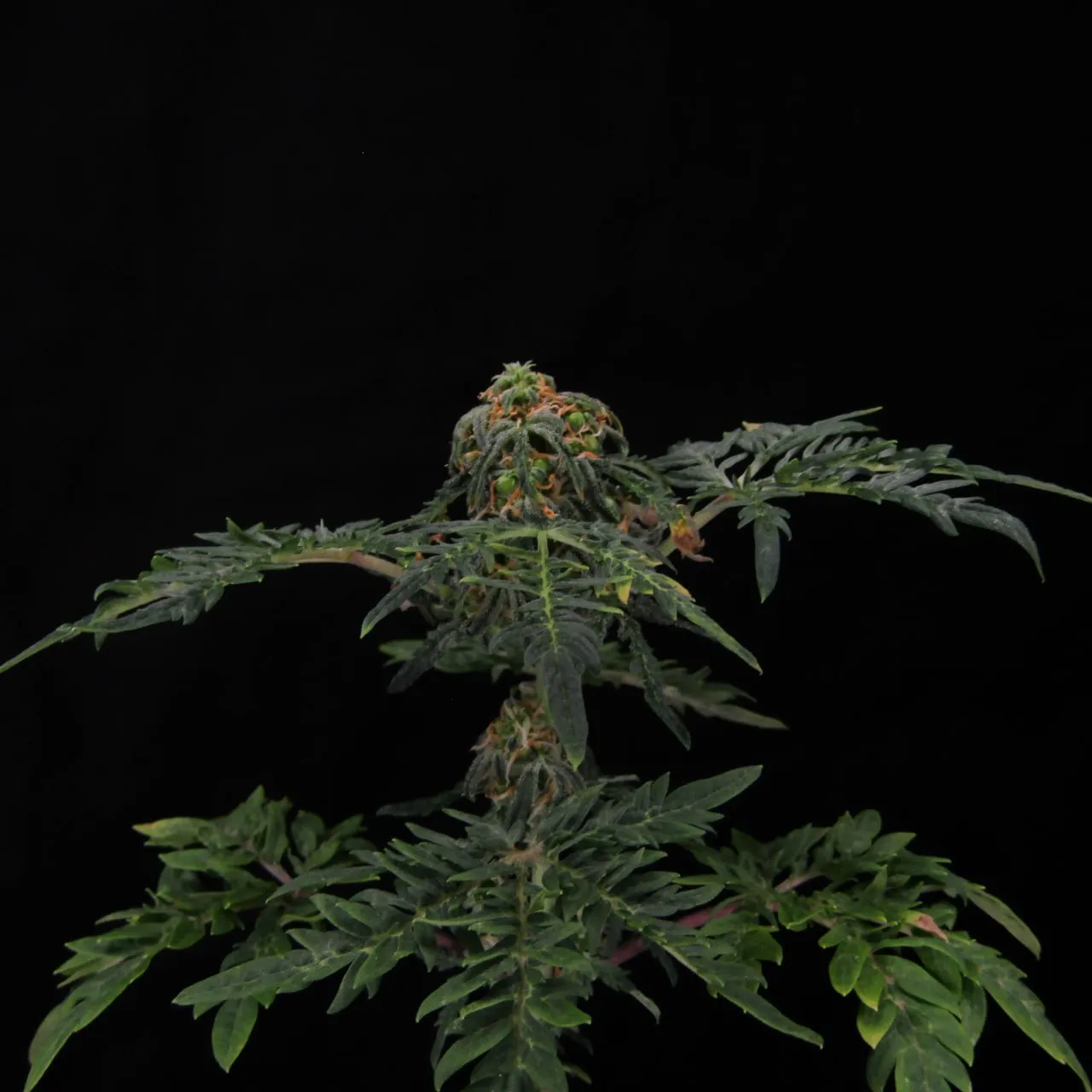 Short plant with a cola at the top and divided leaves on a black background.