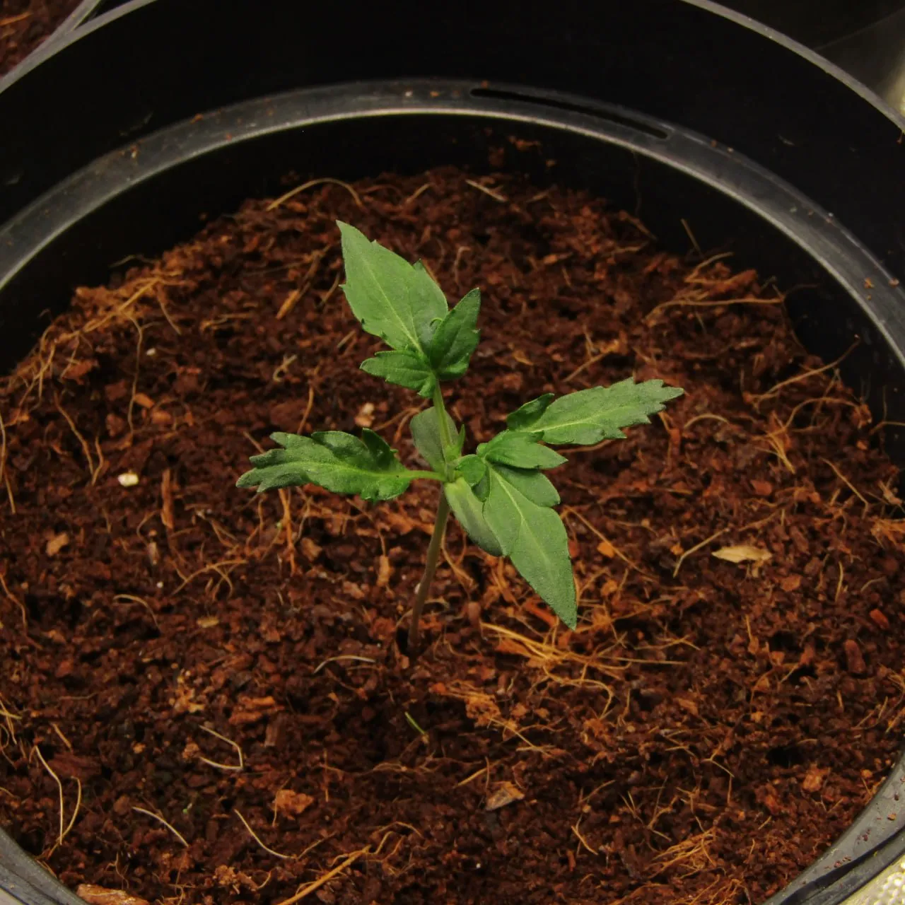 Young seedling with its first serrated leaves, top view.