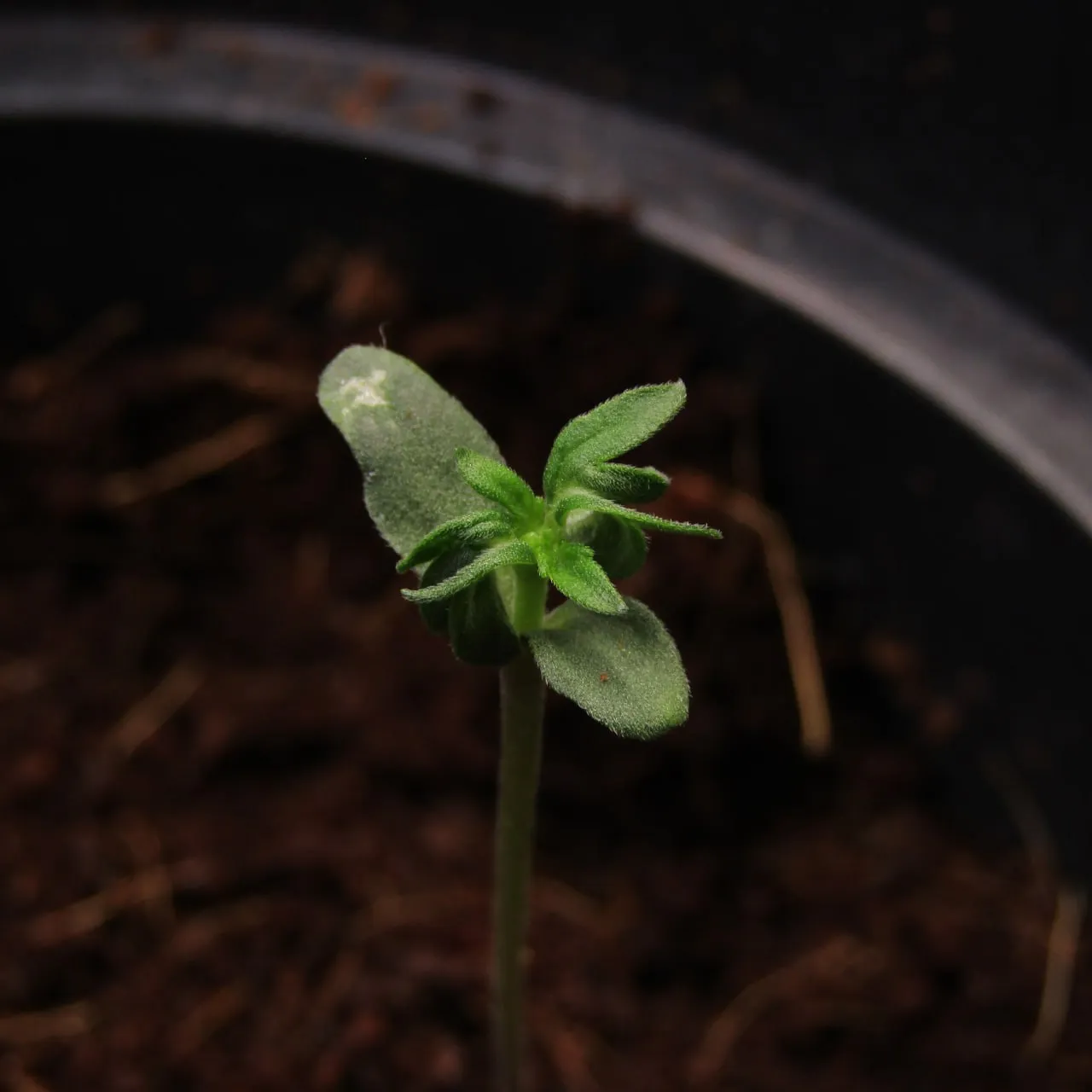 Seedling with two cotyledons and a cluster of first leaves on a dark background.