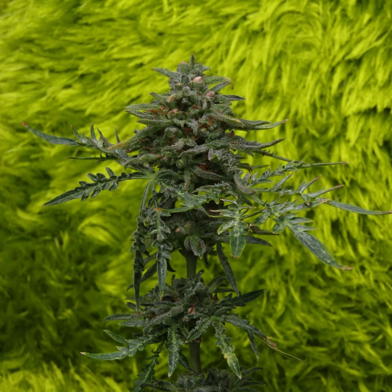 Short plant with a central cola and narrow divided leaves on a green shaggy backdrop.