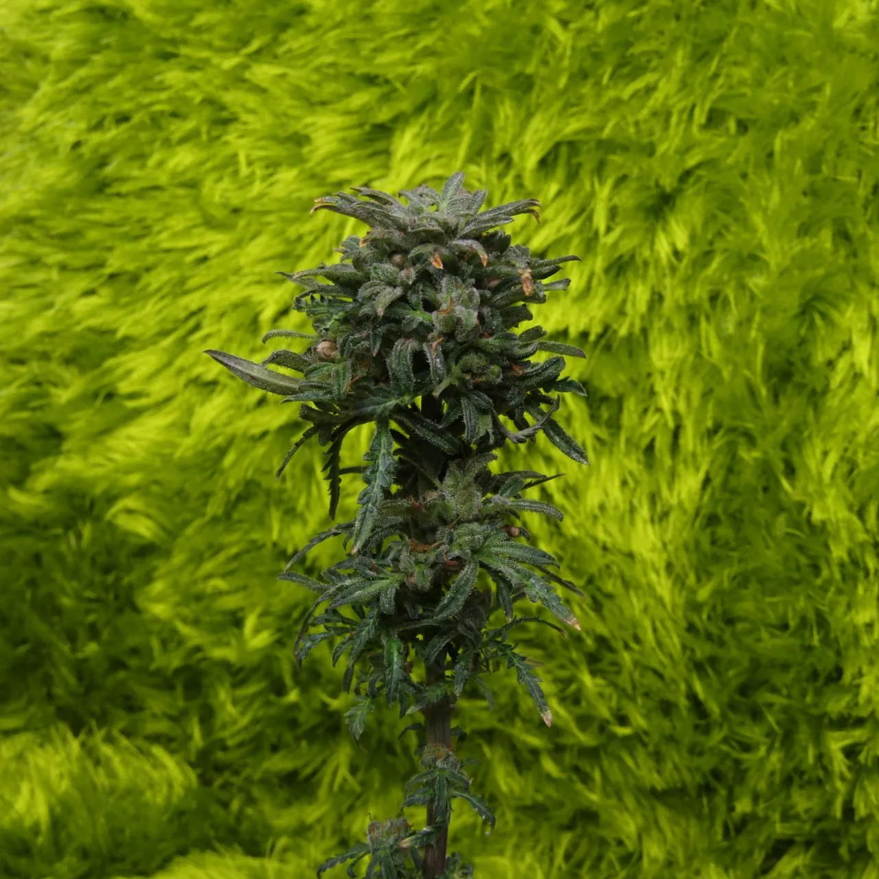 Slim plant with a loose cola and narrow leaves on a green shaggy backdrop.