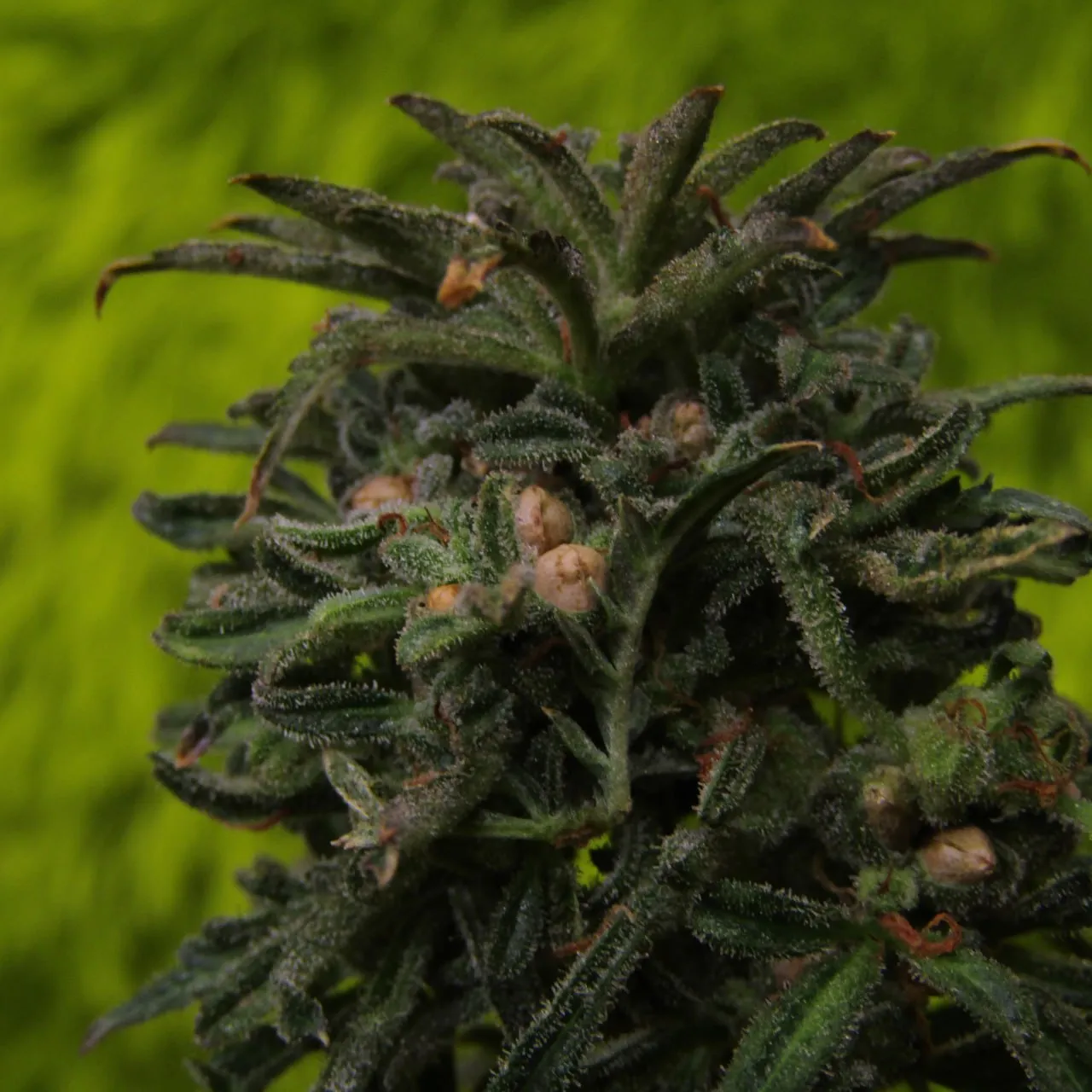 Close-up of a bud with narrow leaflets and pale seeds.
