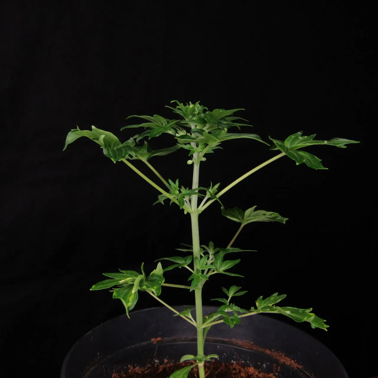 Young plant with a straight stem and ABC leaves on a black background.