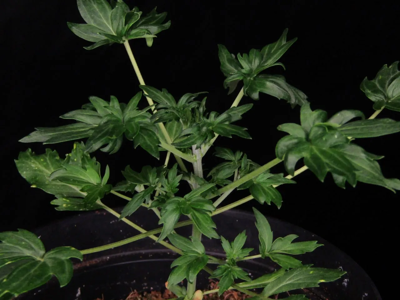 Branchy young plant with fused leaves on a black background.