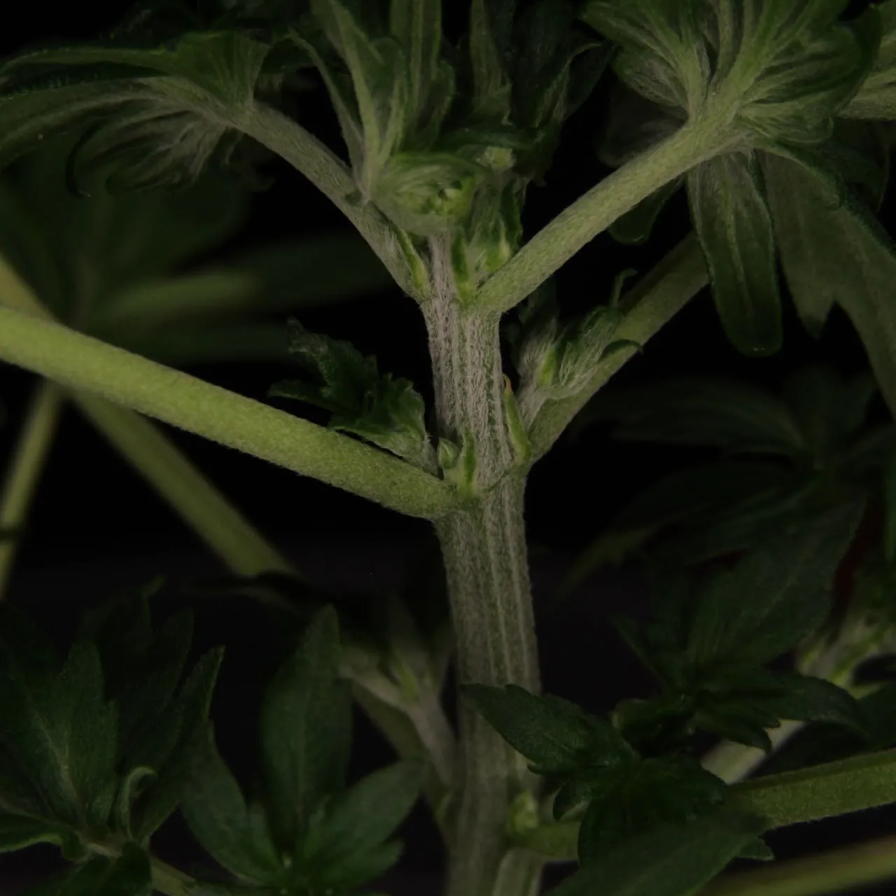 Close-up of a fuzzy stem with flower buds forming at the nodes.