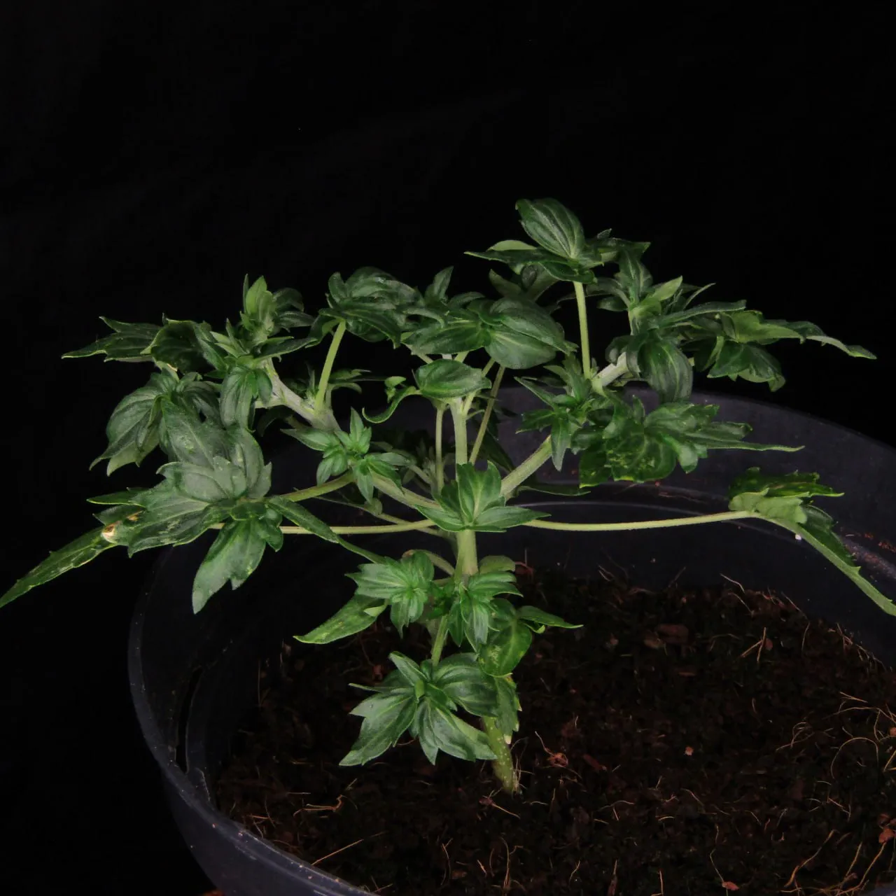 Short bushy plant with broad leaves on a black background.