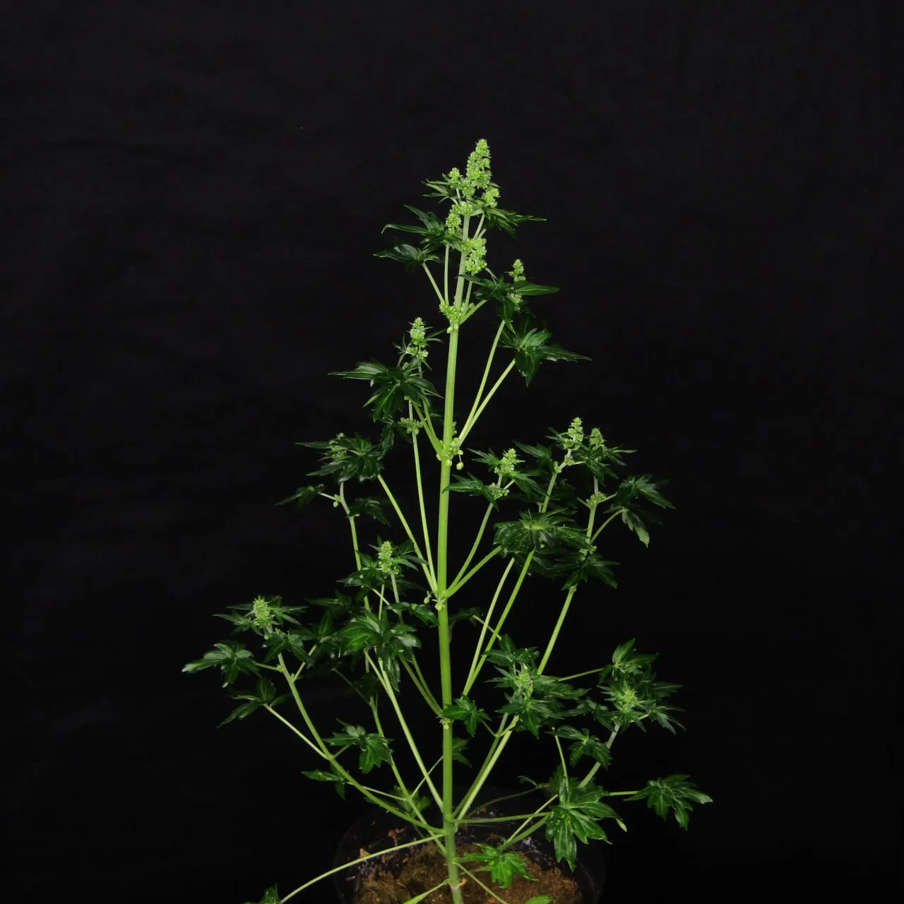 Tall slender plant with male flowers at the top and on the branches, on black fabric.
