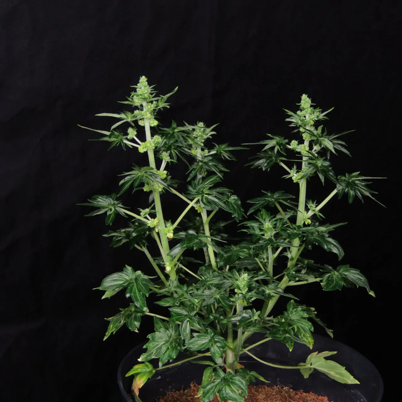 Plant with two main stems and male flowers on black fabric.