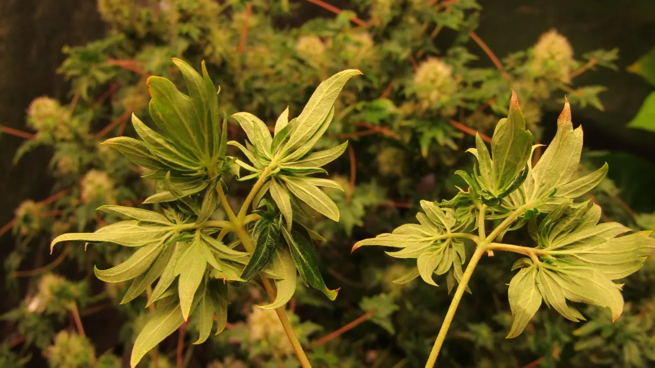 Two leaves where each finger splits into its own cluster, against flowering plants.