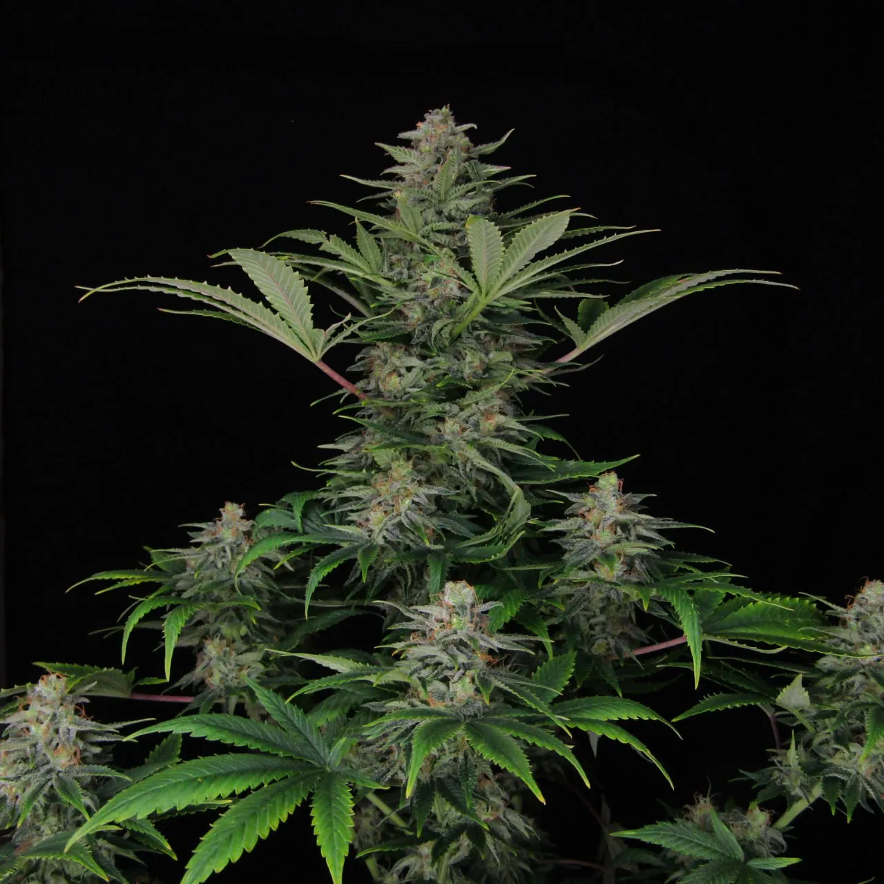 Flowering plant with a main cola and side buds on a black background.