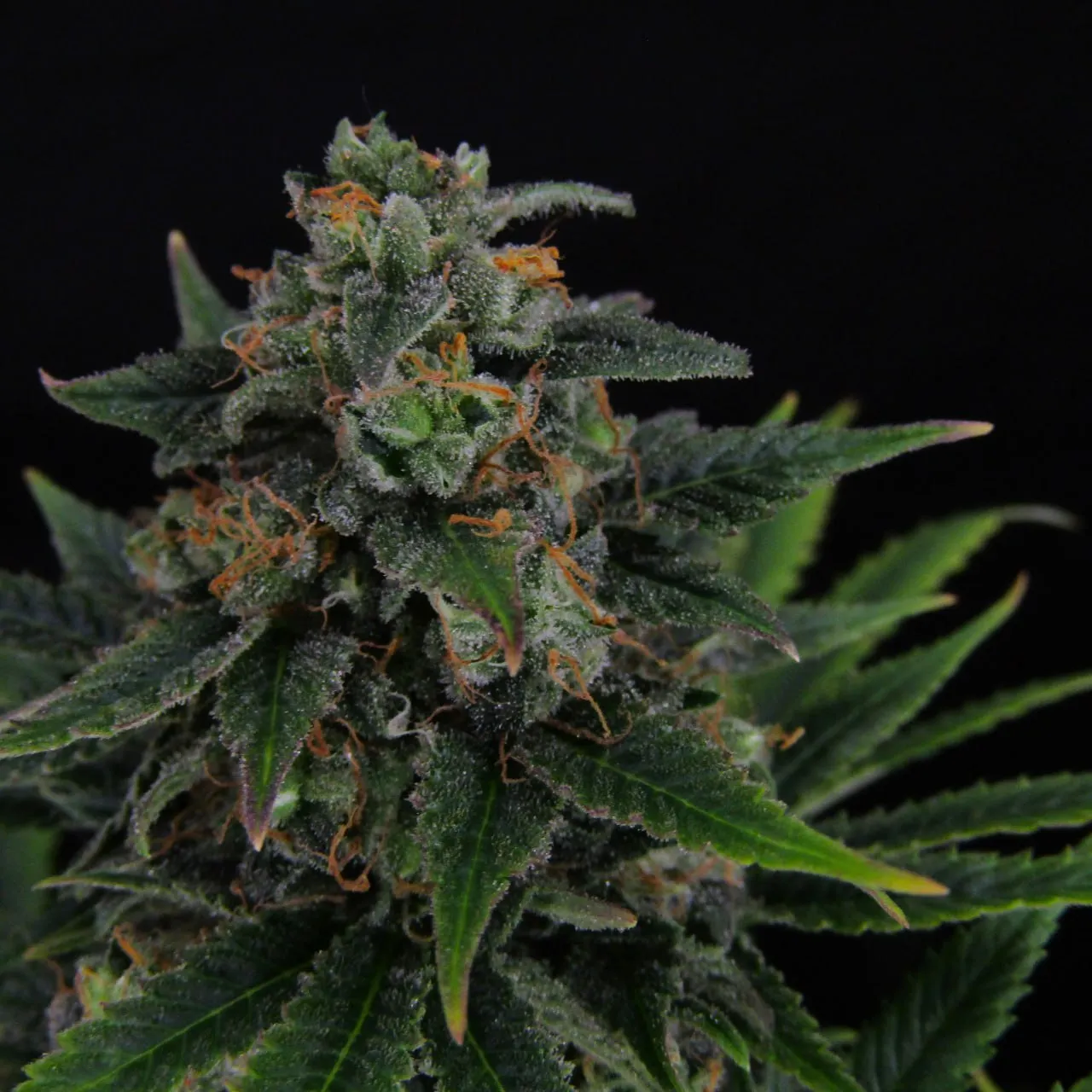 Close-up of a bud with trichomes and rust-coloured pistils on a black background.