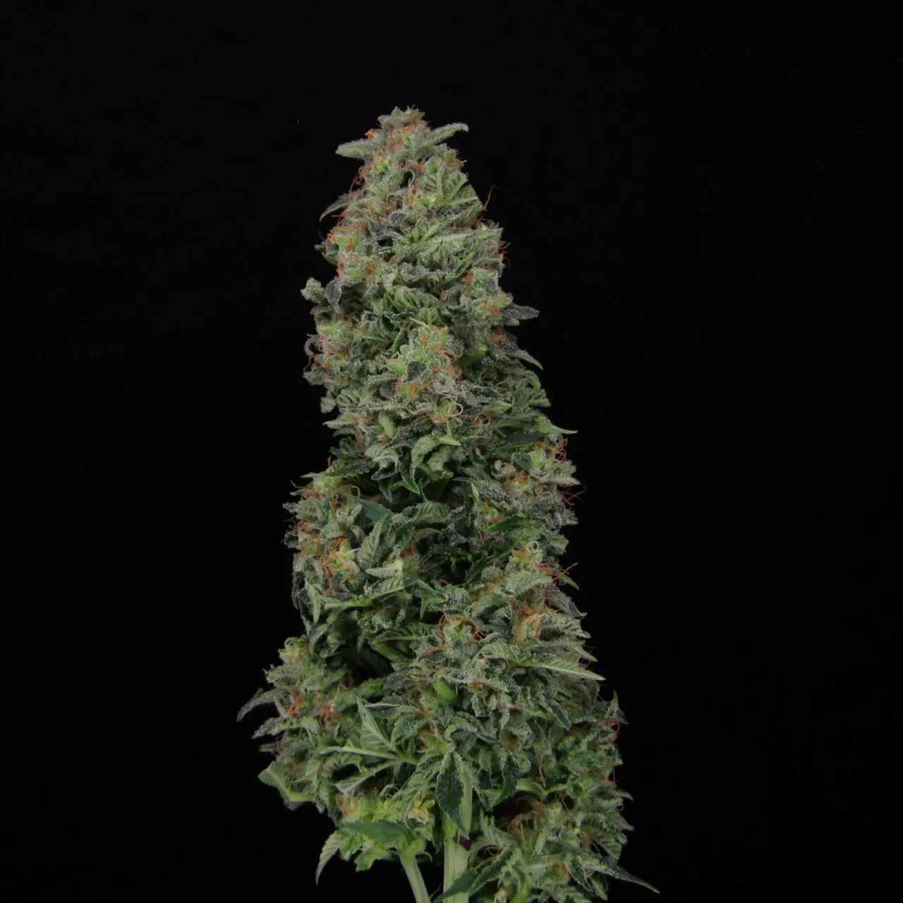Tall dense cola with pistils and trichomes on a black background.
