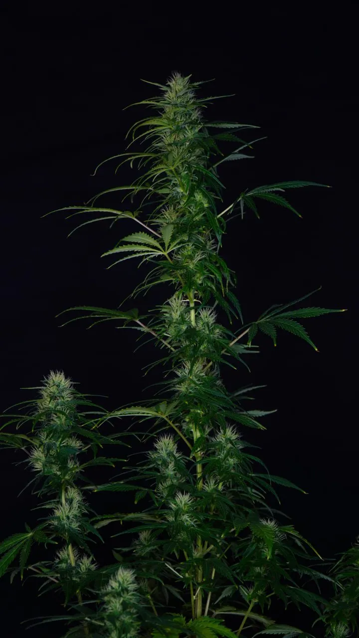 A tall flowering cannabis plant with a long main cola and side branches against a black backdrop.