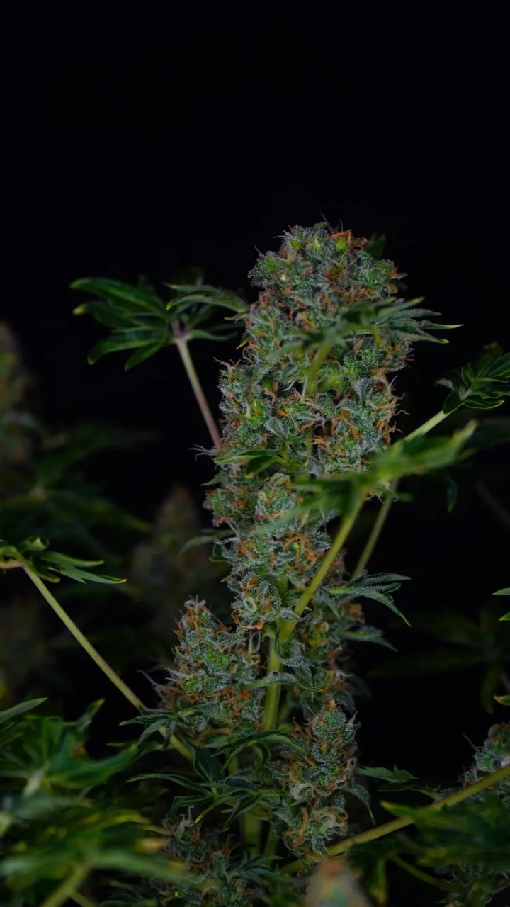 Close view of a dense flowering cola with orange pistils and frosty buds on a black backdrop.