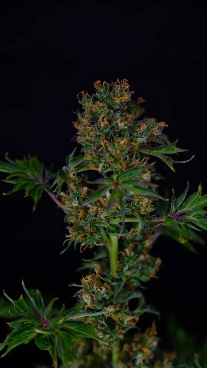A flowering top covered in orange pistils with purple-tinted leaf stems on a black backdrop.