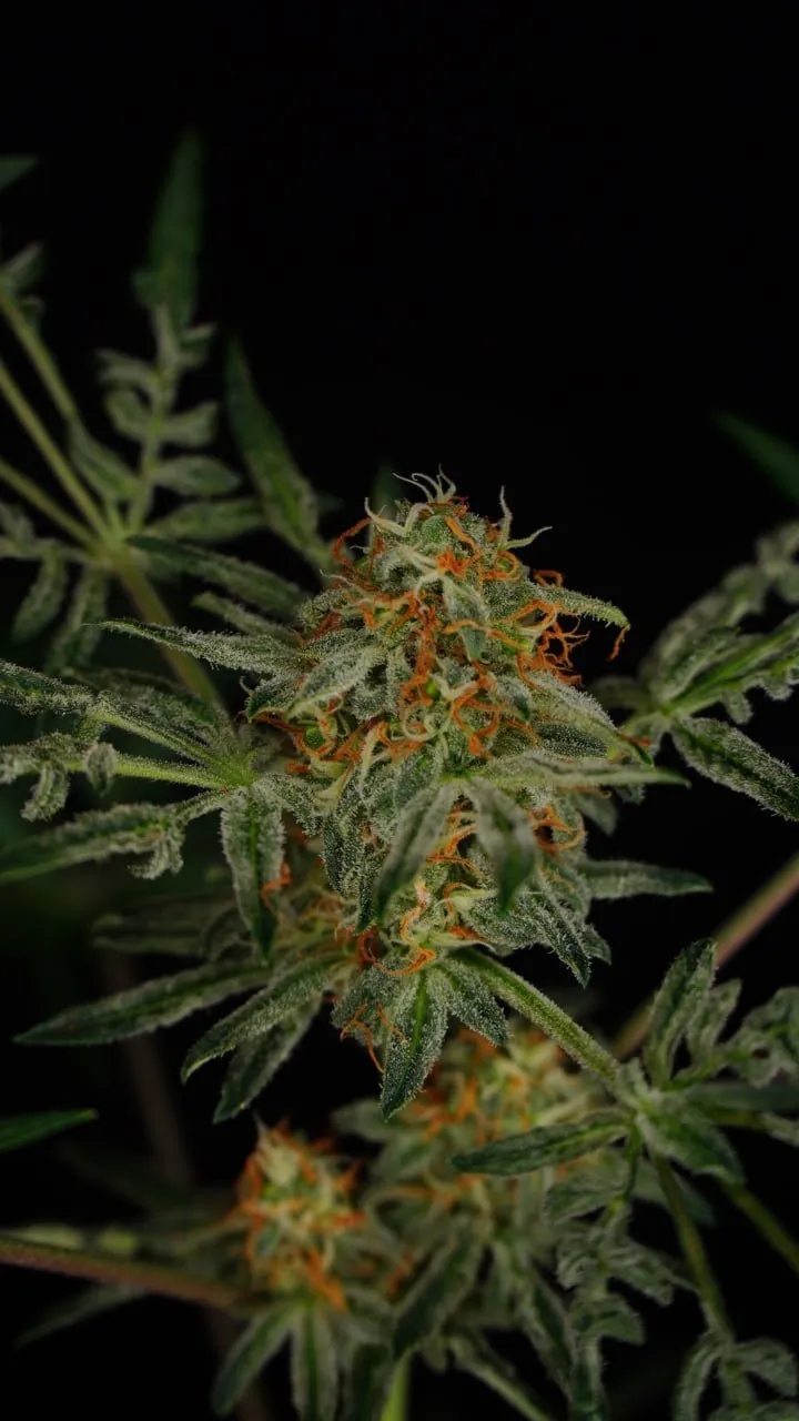 A flowering bud with orange pistils and narrow segmented leaves on a black backdrop.