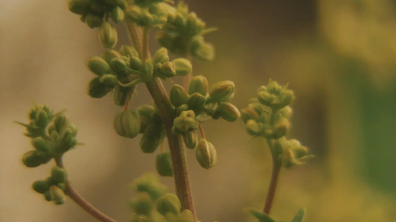 Macro of clusters of closed male cannabis flowers on a reddish stem against a blurred beige background.