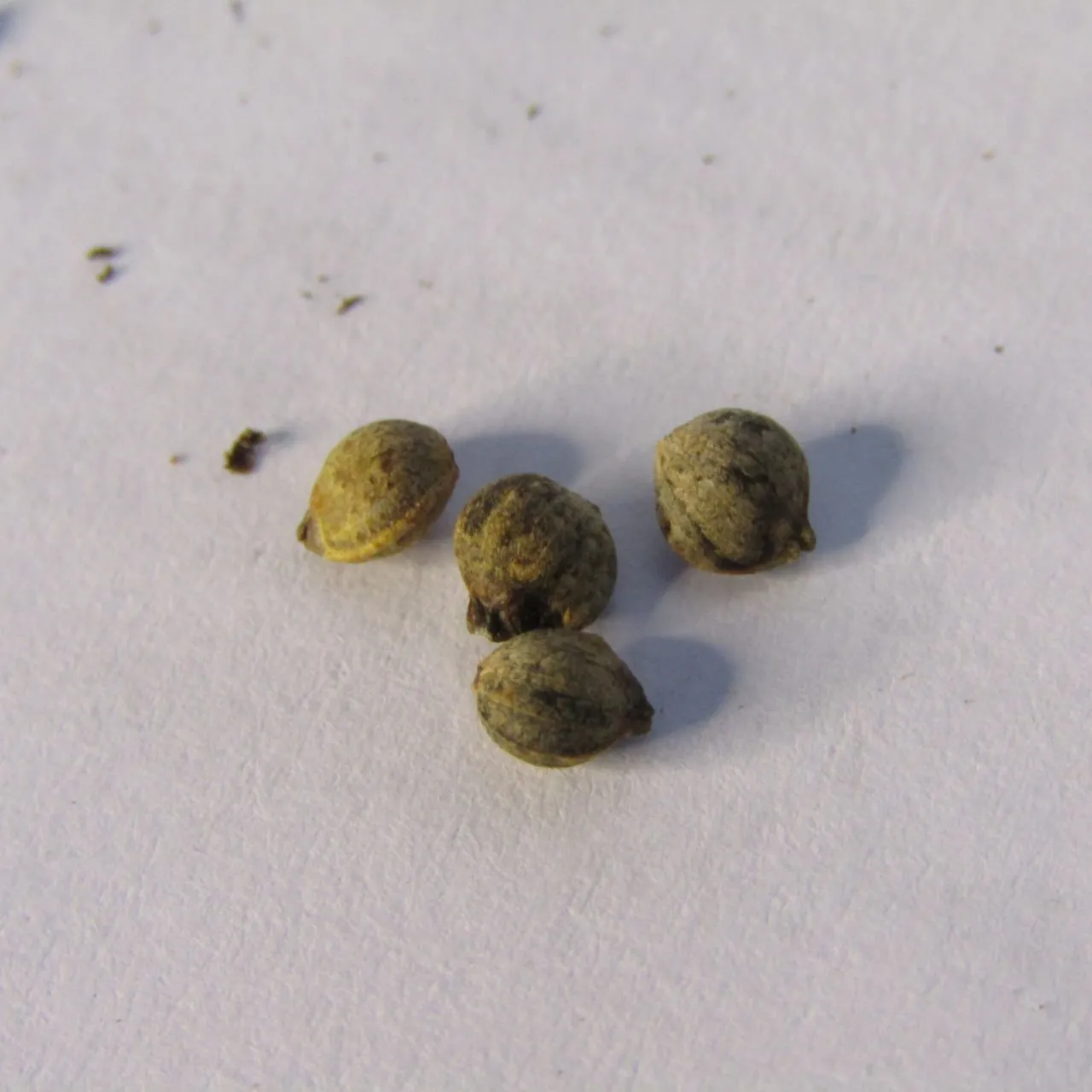 Four mottled seeds on a white background.
