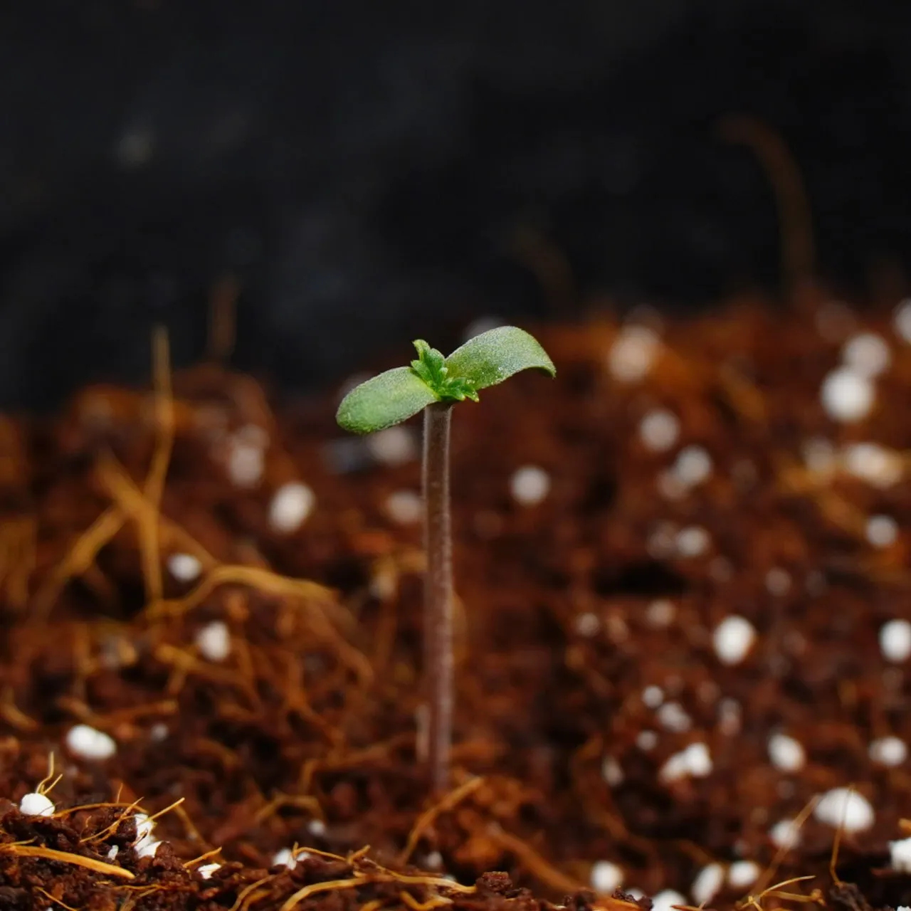 A young seedling with two cotyledons and its first true leaves against a dark background.