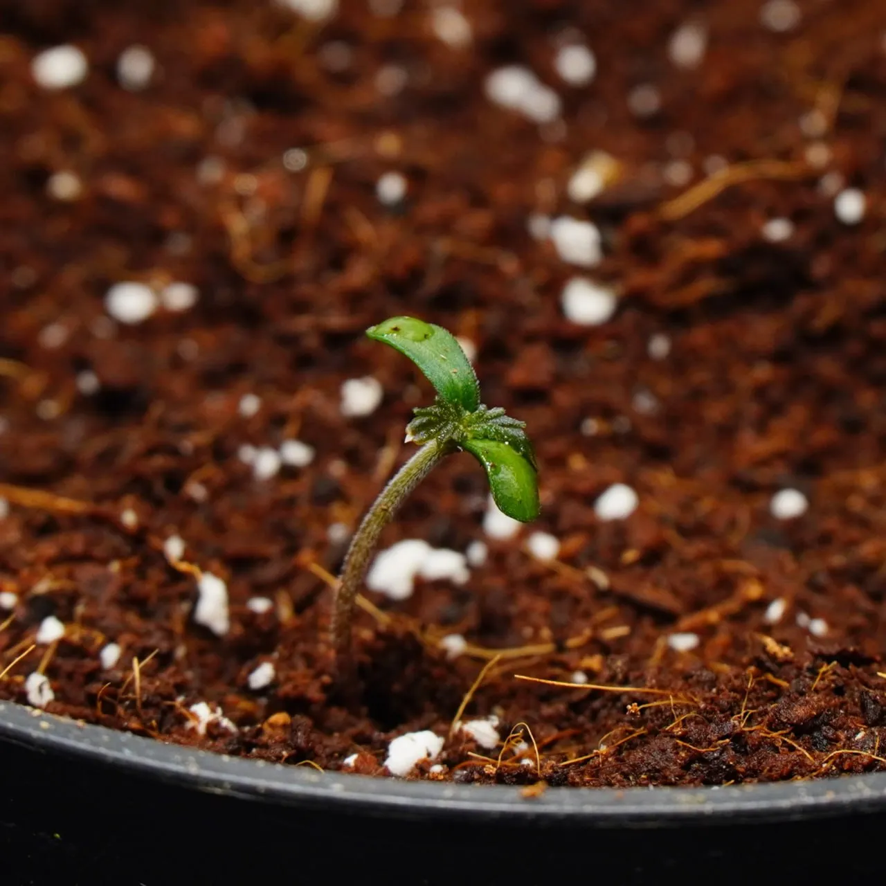 A close-up of a curved seedling with cotyledons and its first pair of true leaves.