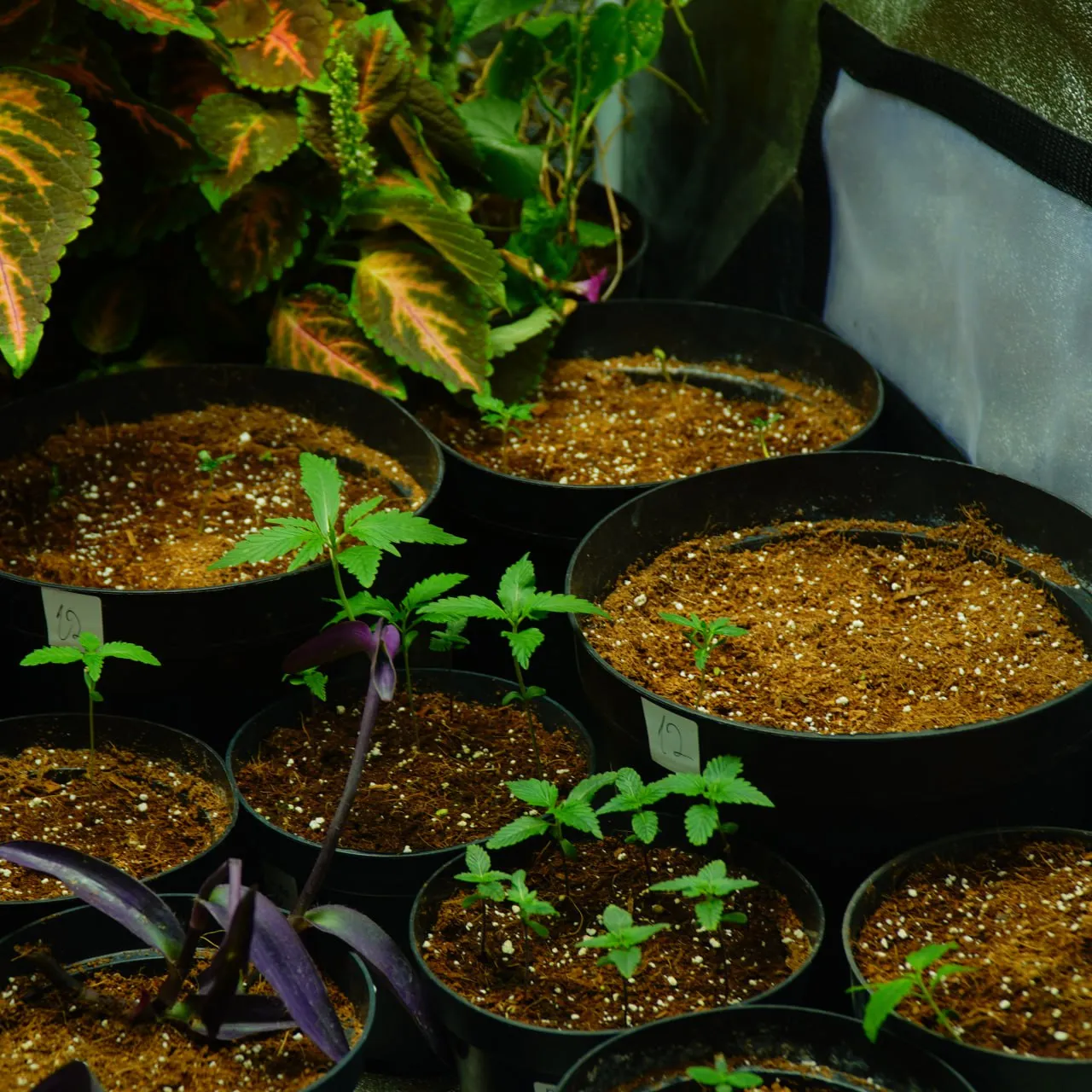 Several young cannabis plants with their first serrated leaves among ornamental greenery.