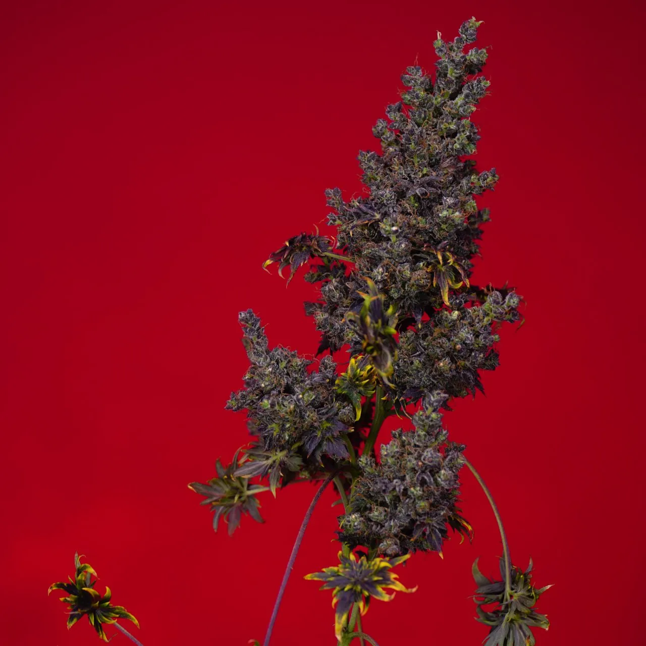 A dark purple-green top with dense flowers against a red background.