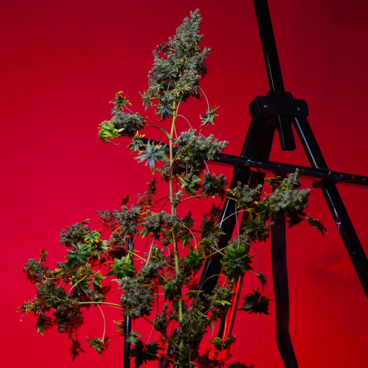 The whole plant with a dominant central cola and side branches against a red background, a black stand beside it.