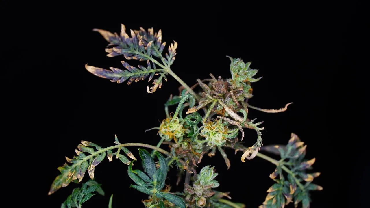A close-up of flowers and narrow split leaves with dried tips against a black background.