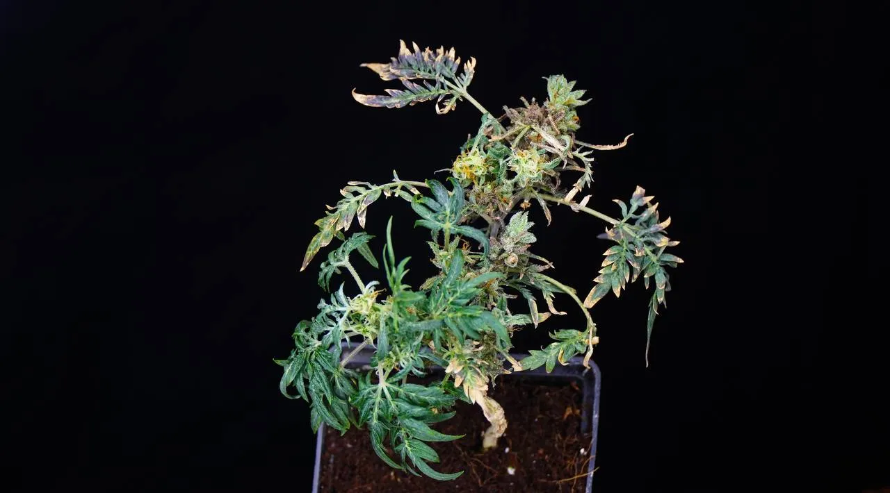 A small plant with split Freakshow-type leaves and a flowering top against a black background.
