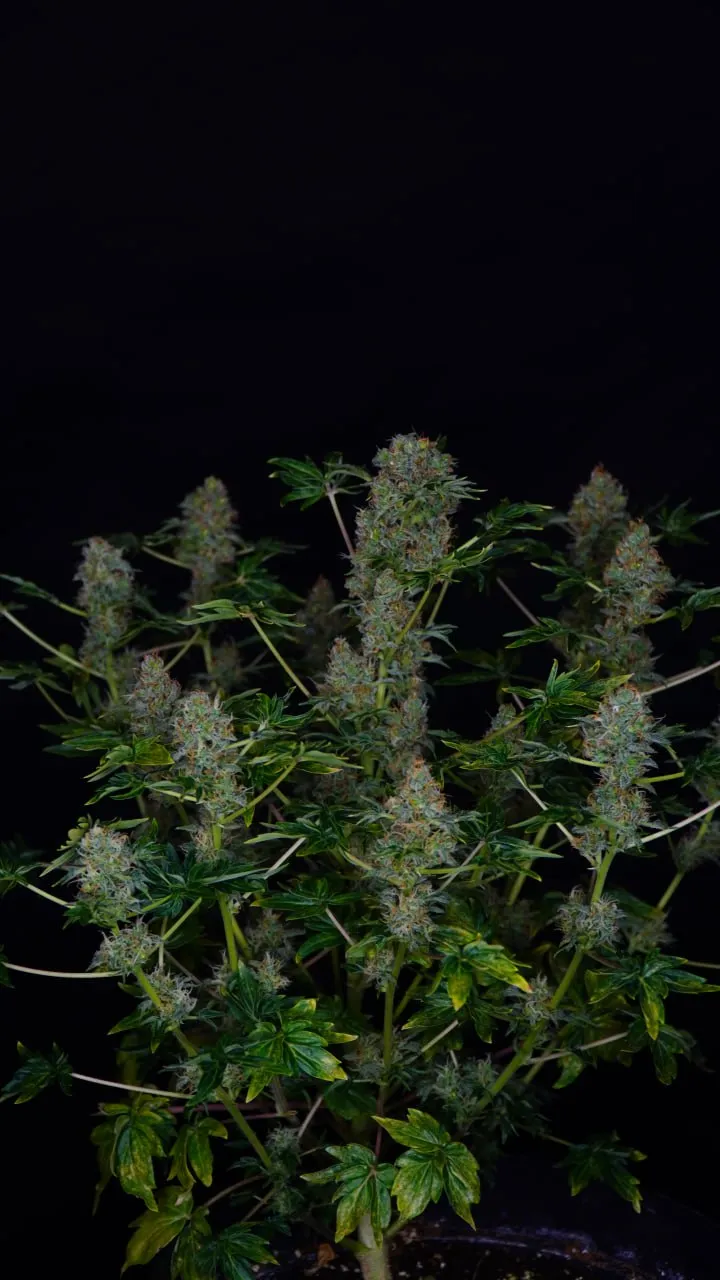 A bushy plant with many flowering tops against a black background.