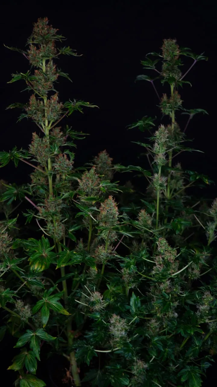 Tall plants with dominant central colas and large leaves against a black background.