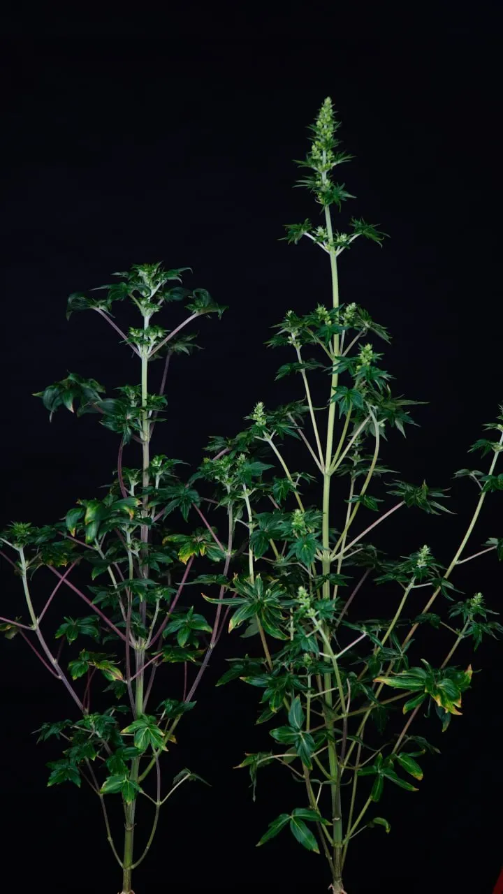 Two tall plants with unusual smooth-edged leaves and spreading branches against a black background.