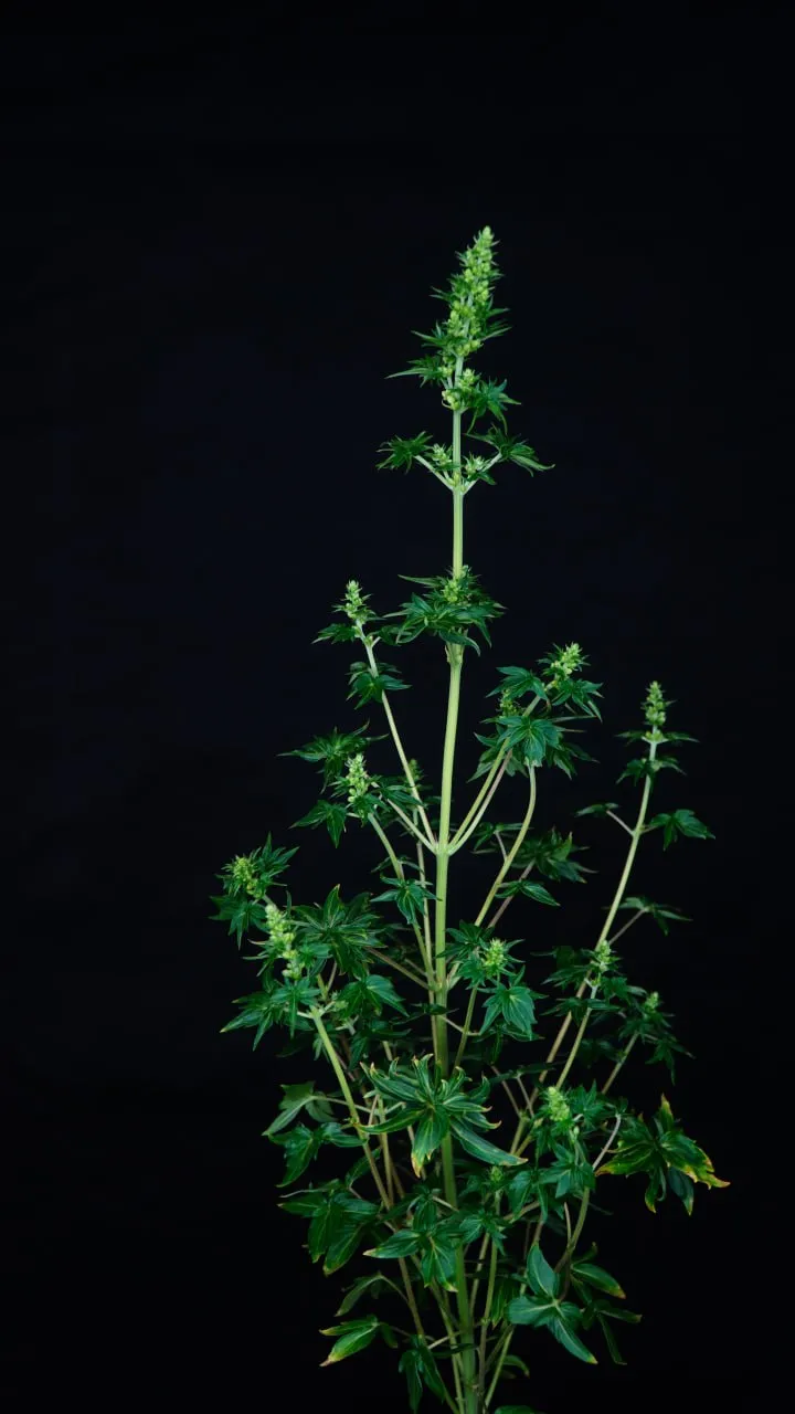 A tall plant with a long flowering top and smooth-edged leaves against a black background.