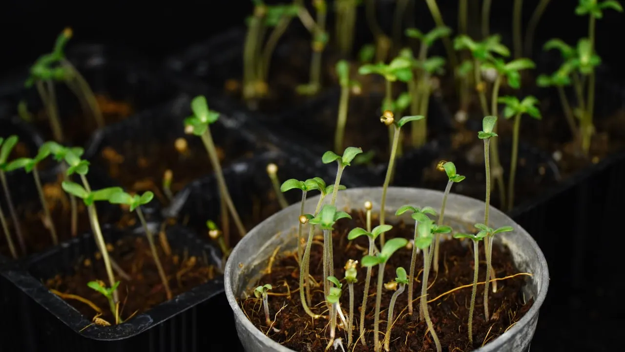 Thin sprouts with cotyledons, some still carrying the seed coat on top.