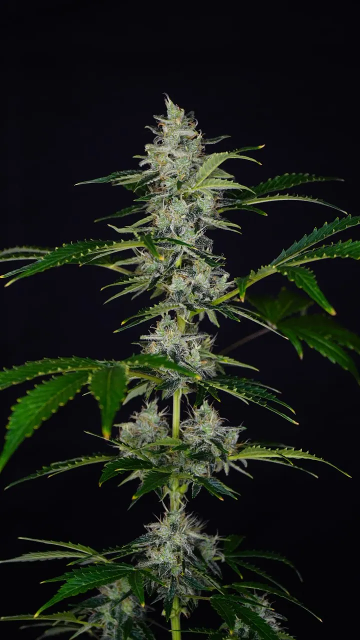 A flowering cola with white pistils and resinous buds against a black background.