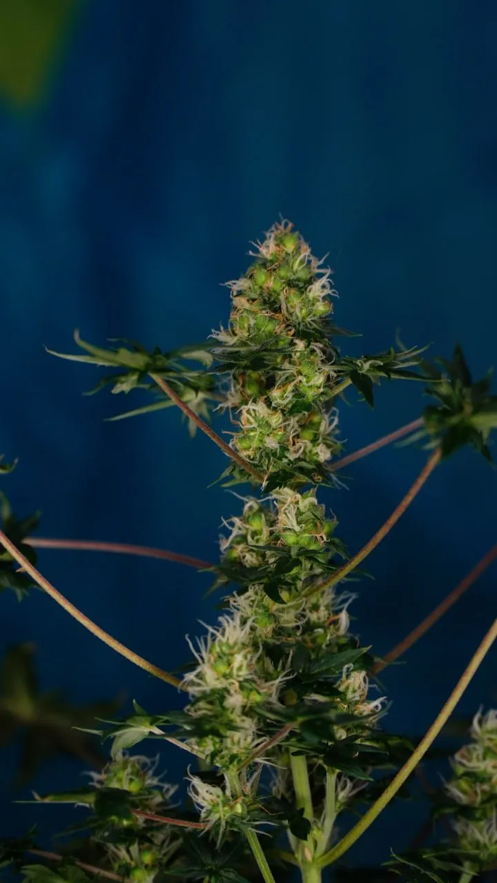 A flowering top with white pistils against blue cloth.
