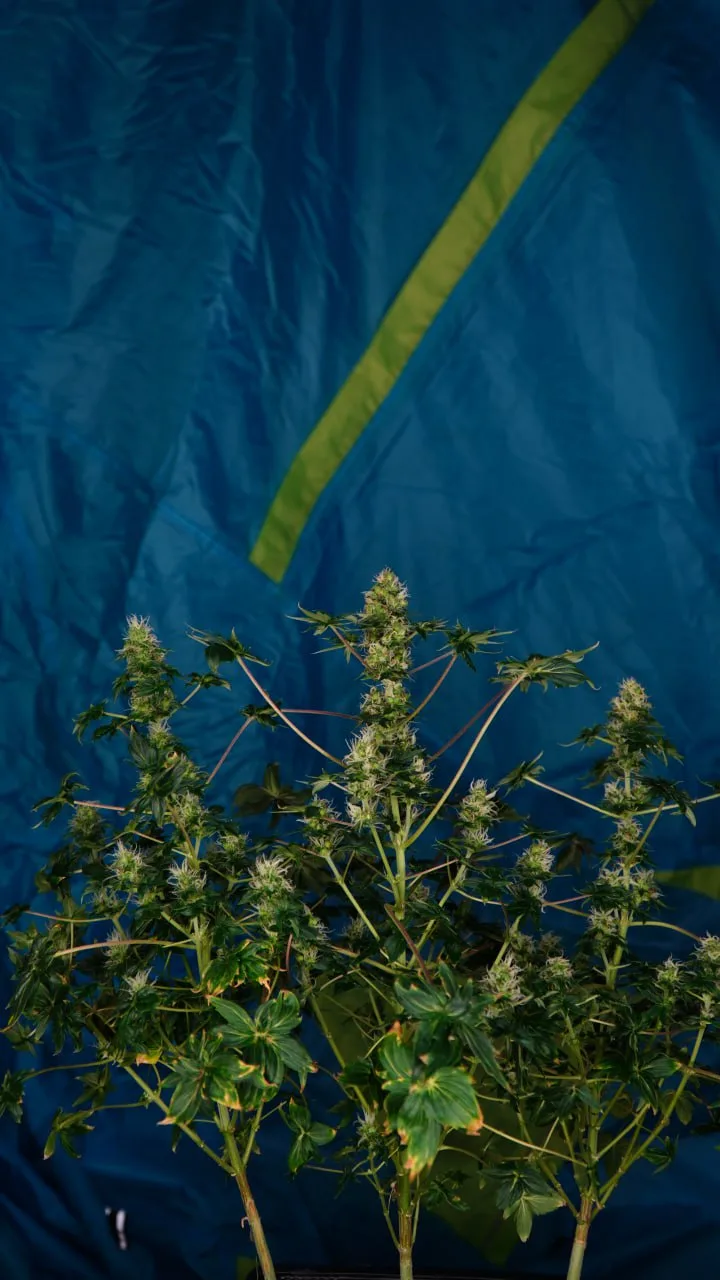 A bush with several flowering tops against blue cloth.