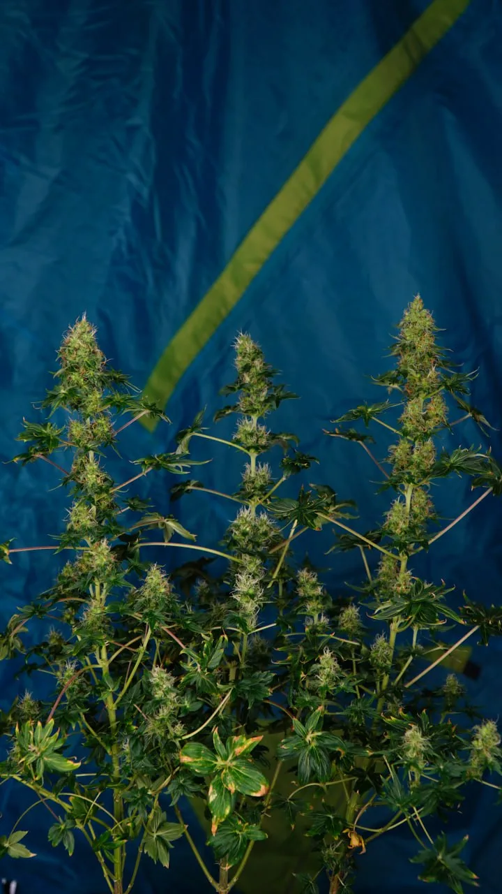 A plant with three elongated flowering colas against blue cloth.